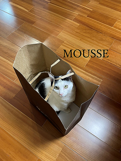 MOUSSE