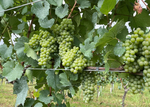 2026081903.jpg
